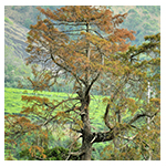 silver-mount-08